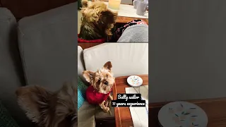 The best crew member ever! Happy 11. birthday to this salty sailor #boatdog #sailor #sailingdoodles