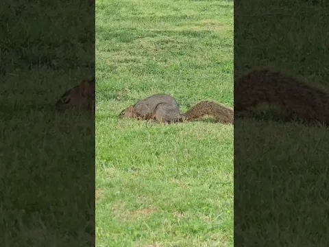 A squirrel in UTEP!