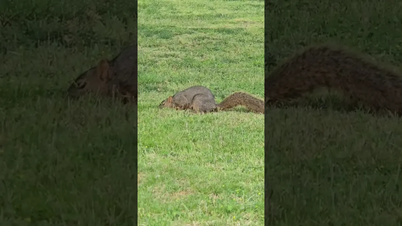 A squirrel in UTEP!