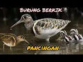 Download Lagu SUARA BURUNG BERKIK paling mantaap buat pancingan #suaraburung