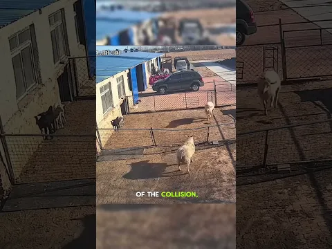 This goat is very intelligent 🧠 #shorts #funny