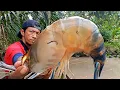 Download Lagu dibuat takjub saat berhasil menaklukan udang galah terbesar disungai ini mancing udang galah terbaru