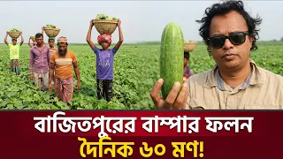 খিরা চাষে বাজিতপুর | Khira Case Bajitpur | Bajitpur Khira Chash | Parthib Mamun | Desh Barta Tv