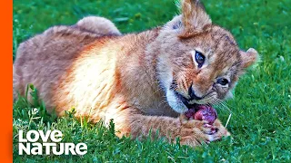 lion cub spotty dines on impala for the first time love nature