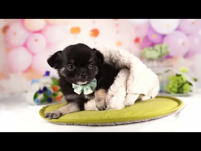 動画