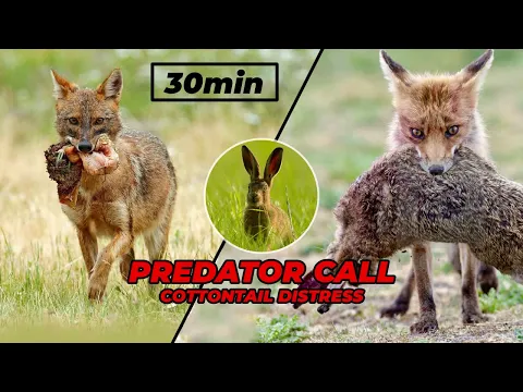 Download MP3 Cottontail distress * predator call sound effects