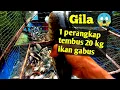 Download Lagu MELEDAK❗1 perangkap tembus 20 kg ikan gabus#video #fyp #fishing @Irawanmila