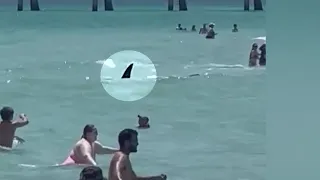 WATCH Shark Seen Moving Past Swimmers At Beach In Florida 