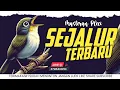 Download Lagu 🔴  LIVE masteran pleci nembak sejalur terbaru