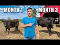 Download Lagu Raising Cattle for 90 days (Start to Finish)