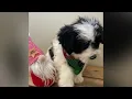 David - Maltipoo Puppy for Sale in Dallas Texas