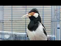 Pancingan Jalak Suren Gacor Mompa Isian Variasi - Masteran Suara Burung Jalak Gacor Full Isian Mewah