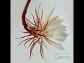 Essence - Rufus Ziegler
