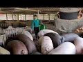 Download Lagu Pig farming.  Use pig manure as biogas to cook pig feed.  (Episode164).