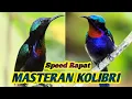 Download Lagu Masteran Burung King Konin Speed Rapat Suara Tembus