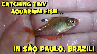 Catching TINY AQUARIUM FISH Around the MACUMBA BRIDGE SP EP5