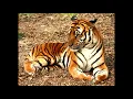 Download Lagu Tiger Sounds
