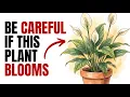 Why Your Peace Lily Won t Bloom The Real Reason Nobody Tells You