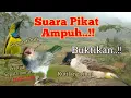 Download Lagu Suara Pikat Kutilang Ribut Kombinasi Burcil Paling Ampuh