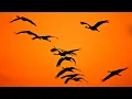 Download Lagu Mark Bernes - Cranes. Марк Бернес - Журавли. Wonderful World.