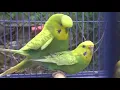 Download Lagu Burung parkit kawin