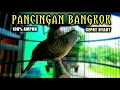 Download Lagu PANCINGAN PERKUTUT BANGKOK AGAR BUNYI DAN GACOR.