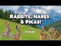 Lagomorphs Unveiled Rabbits Hares Pikas