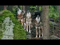 Download Lagu Hear the Wild ~ Wolf Pack Howling in the Forest