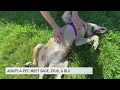 Meet three adorable dogs up for adoption in Muskegon