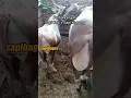 Download Lagu Perbandingan Sapi Bali x Sapi Kupang #shorts