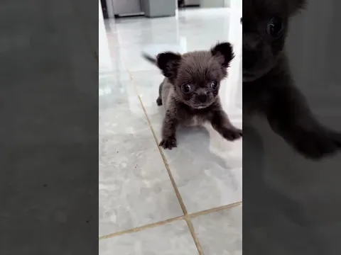suscribete por favor 🙏 # #cuteanimals # #puppy #dog #pets #doggielife #dogs #cute #cutedog #dogshort