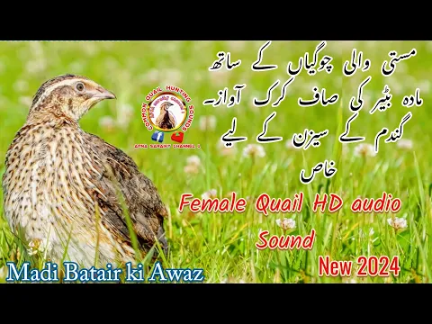 Download MP3 female quail sound madi batair ki awaz2024 / Madi Batair ki Awaz2024