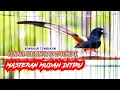 Download Lagu PANCINGAN MURAI BATU GACOR, EFEKTIF NAIKKAN EMOSI MURAI BATU MALAS BUNYI LANGSUNG NYAMBAR