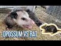 Opossum vs Rat Enrichment for Poppy
