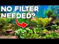 Does Your Fish Tank Actually Need A Filter