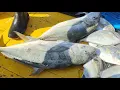 Download Lagu rezeki ikan bergred nelayan pukat jerut TRF368 jadi rebutan peraih 
