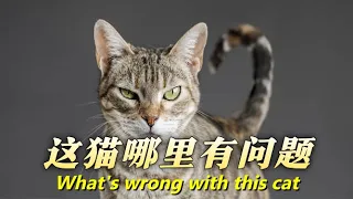 【#乔巴日记 】大家帮我看看这猫是哪里有问题[#Chopper'sDiary] Can you guys help me figure out what's wrong with this cat?