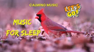 melodi indah suara alam dan burung indah selamanya dengarkan