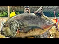 Download Lagu KASIMEDU 🔥 SPEED SELVAM | HUGE GIANT TRAVELLY FISH CUTTING VIDEO | 4K VIDEO | KM FISH CUTTING 
