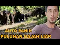 Download Lagu AUTO PANIK_PULUHAN GAJAH LIAR MENGHADANG KETIKA MIKAT BURUNG DIHUTAN😲