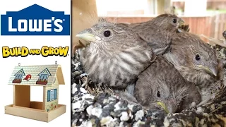 Lowes Build Grow Bird Feeder or Bird House