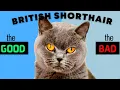 Download Lagu British Shorthair Cat PROS \u0026 CONS / Must Watch Before Getting One!