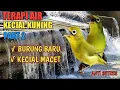 Lagu TERAPI AIR KECIAL KUNING UNTUK BURUNG BARU \u0026 KECIAL MACET