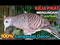 Download Lagu Perkutut Lokal Gacor RAJA PIKAT Ahlinya Bikin Semua Burung Perkutut Gacor Nyaut