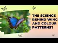 How Butterflies Utilize Wing Colors and Patterns Evolution by Natural Selection