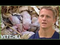 4 Hour Collection Of The Ultimate Animal Rescues
