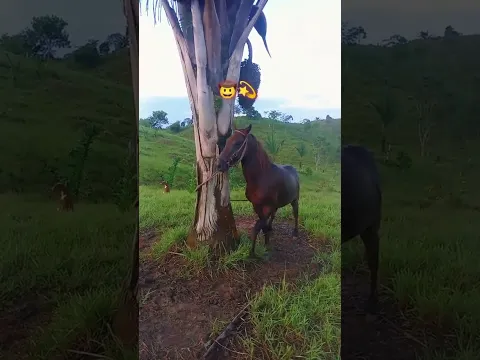 como deixar o cavalo bem treinado