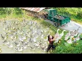 Download Lagu Rewind Timelapse: Harvesting 1000+ Ducks After 365 Days - Using a Truck to Sell at the Market