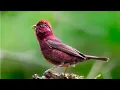 Download Lagu AVIARY mini sirois 2,, 