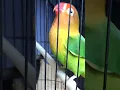Download Lagu pancingan lovebird fighter ngekek panjang #lovebirdfighterbetina  #pancinganlovebirdfighter